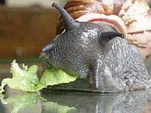Un escargot vu de face, en train de manger de la salade, on voit des sortes de cornes pointées vers l'avant, deux longues en haut, deux courtes en bas, terminées par des petites boules