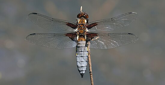 Libellula depressa