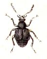 Bryaxis clavicornis (Panzer, 1809).