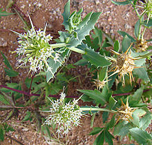 Calycera calcitrapa, Calyceraceae (8639683617).jpg