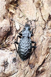 Carabus variolosus F. — Кузійське відділення Карпатського біосферного заповідника.