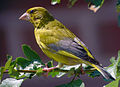 Grünfink (Carduelis chloris)