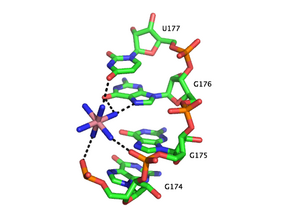 Imaxe de PDB do peto de unión de P5c dun intrón do grupo I mostrando a esfera de coordinación externa. Aquí, as seis aminas da hexamina de osmio(III) cumpren o papel xeralmente reservado a moléculas de auga e media a interacción dos ións co suco maior. A coordinación por medio de enlaces de hidróxeno está indicada con liñas descontinuas e o osmio está coloreado de rosa; outras once cores son coma as de arriba.[30]