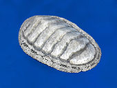 Chiton tuberculatus. Museum specimen