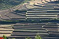 Rice terrasses