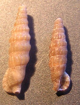 Colina macrostoma