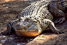 Crocodylus mindorensis от Грегга Яна 01.jpg