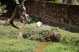 Nijlkrokodil (Crocodylus niloticus)