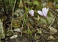 (10) Unidentified Plant, Cavagrande del Cassibile near Noto, Sicily