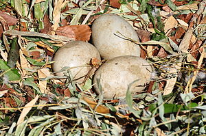 Mutti Schwan legt jeden zweiten Tag ein Ei in das Nest. Und damit die Eier schön warm bleiben, setzt sie sich oben drauf.