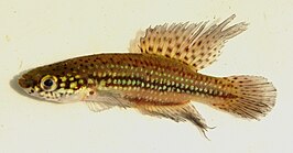 Cynopoecilus melanotaenia