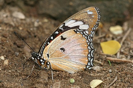 Hypolimnas misippus, by Muhammad Mahdi Karim