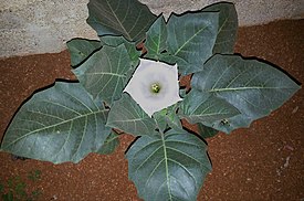 Nukkahulluruoho (Datura innoxia)