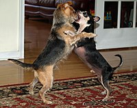 200px-Dogs_roughhousing_by_David_Shankbone