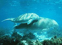 200px-Dugong.jpg