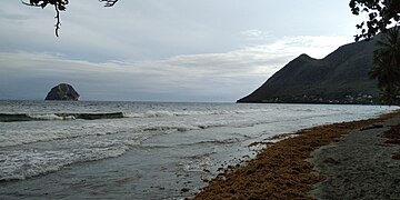 En 2018, échouage de sargasses sur la plage.