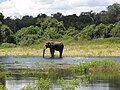 An elephant in Chobe national park, Botswana