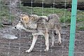Közönséges farkas (Canis lupus lupus)