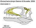 Eocarcharia, a carcharodontosaurid from Niger