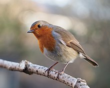 A European robin perched on a branch with its head tilted