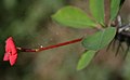 Euphorbia splendens, egy pozsgás kutyatej faj virágzó hajtása