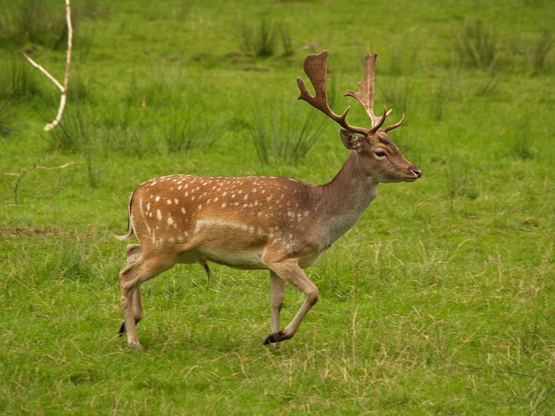 800px-Fallow_deer_in_field.jpg