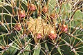 Ferocactus histrix