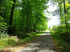 Image illustrative de l’article Forêt du Perche