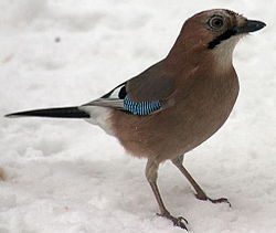 Närhi (Garrulus glandarius)