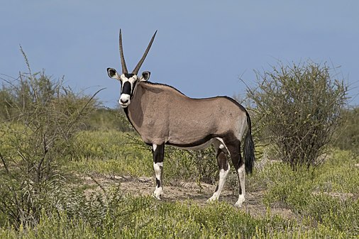 A male gemsbok (Oryx gazella) (created by Charlesjsharp; nominated by Bammesk)