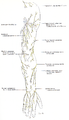 Cutaneous Nerves of the Upper Limb See 7