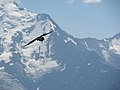 Gypaetus barbatus, Massif du Mont-Blanc