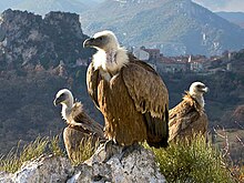 Gyps fulvus - Vautours du Verdon.jpg