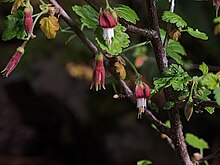 H20150115-3749 — Ribes thacherianum — RPBG (16288808722) .jpg