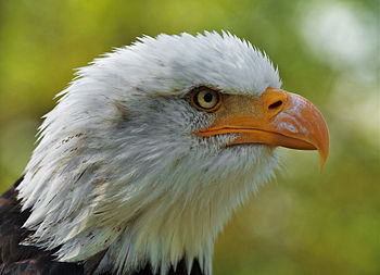 English: Bald eagle (Haliaeetus leucocephalus)...