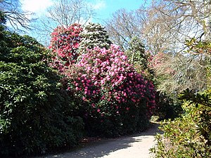 English: Heligan Gardens Sunny Spells