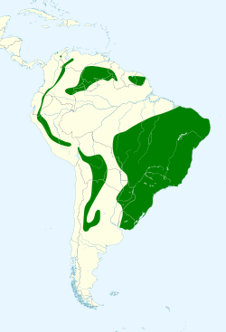 Distribución geográfica del birro común (incluyendo el grupo bellicosa/pallidior).