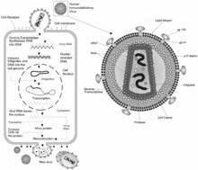 HIV retrovirus schematic of cell infection, virus production and virus structure