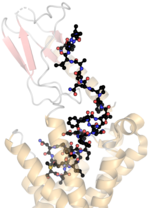 Thumbnail for Calcitonin gene-related peptide