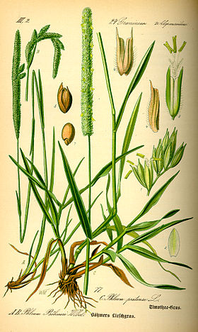 Ilustração Phleum pratense