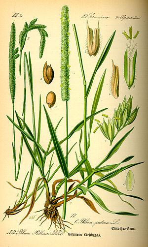 Phleum pratensis