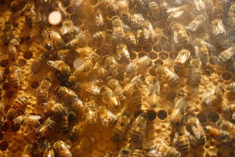 File:Insectarium bees.jpg
