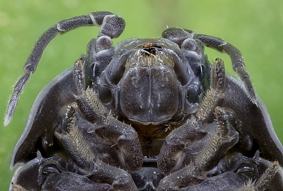 Pill bug (Armadillidium opacum), Hartelholz, Munich, Germany.