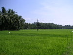Kerala risaia