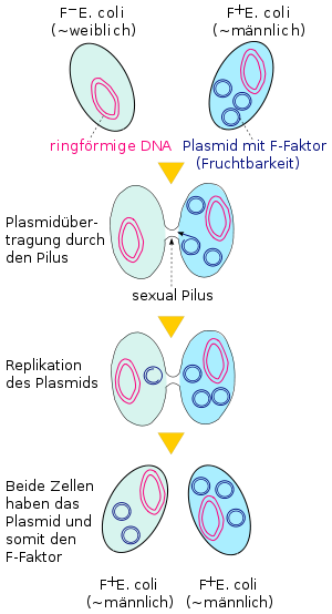 Conjugation shown on E.coli