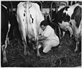 Production vivrière de lait (traite manuelle)