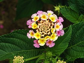 Flor de Lantana camara