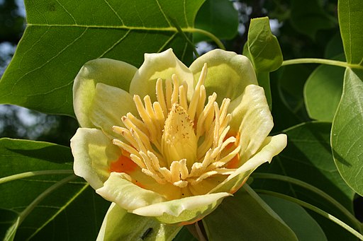 Liriodendron tulipifera (fleur) - Laeken