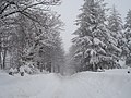 Lo "stradone" di Piampaludo sotto la neve