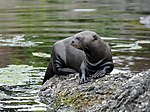 Vignette pour Loutre géante